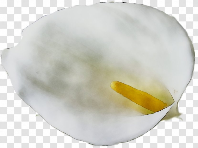Yellow - Arum Transparent PNG
