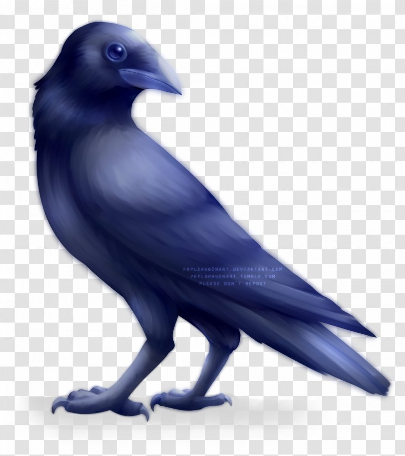 American Crow New Caledonian Rook Art Transparent PNG