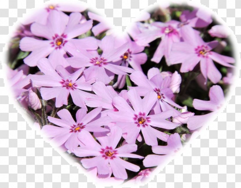 Vervain Annual Plant Herbaceous Вербена М - Purple - билкова аптека FamilyPhlox Transparent PNG