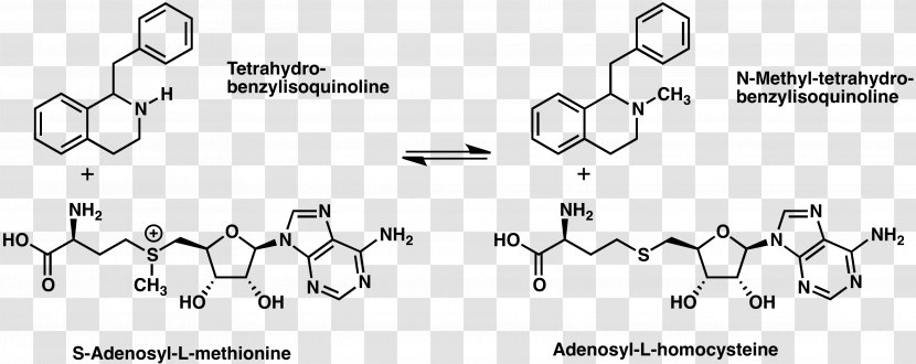 (RS)-1-benzyl-1,2,3,4-tetrahydroisoquinoline N-methyltransferase Alkaloid - Material - Metabolic Pathway Transparent PNG