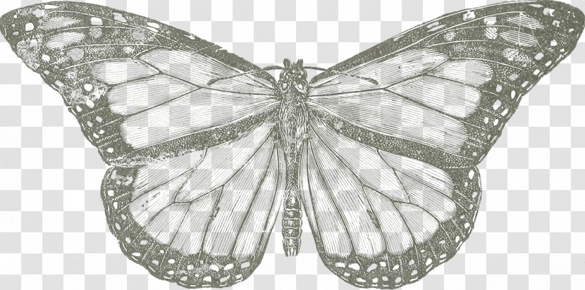 Monarch Butterfly Conservation Drawing Natural Environment - Symmetry Transparent PNG