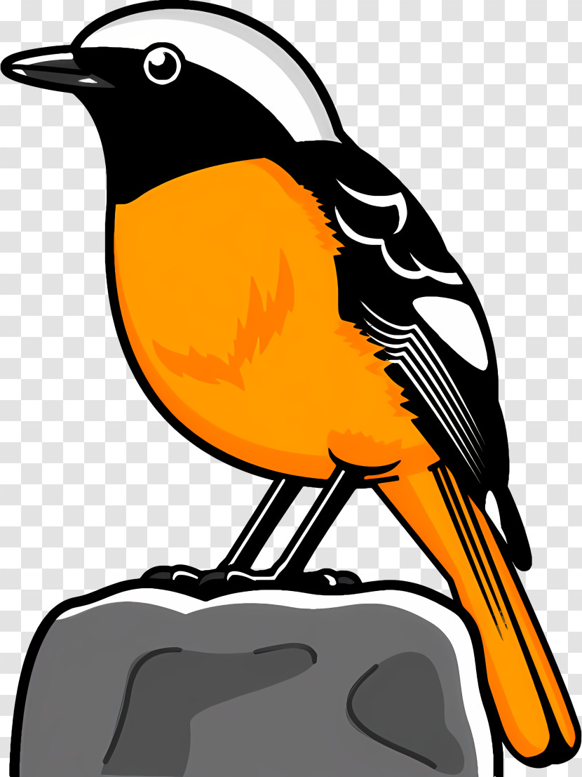 Icon - Orange And Black Bird Perched On Rock Transparent PNG