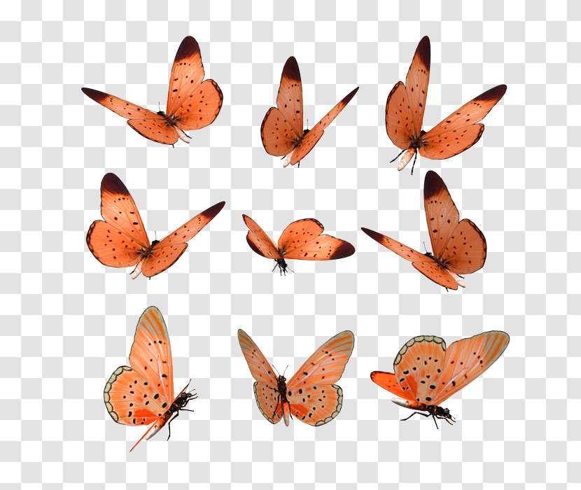 Brush-footed Butterflies Soy Luna Stock Illustration Photography - Butterfilrs Of Transparent PNG