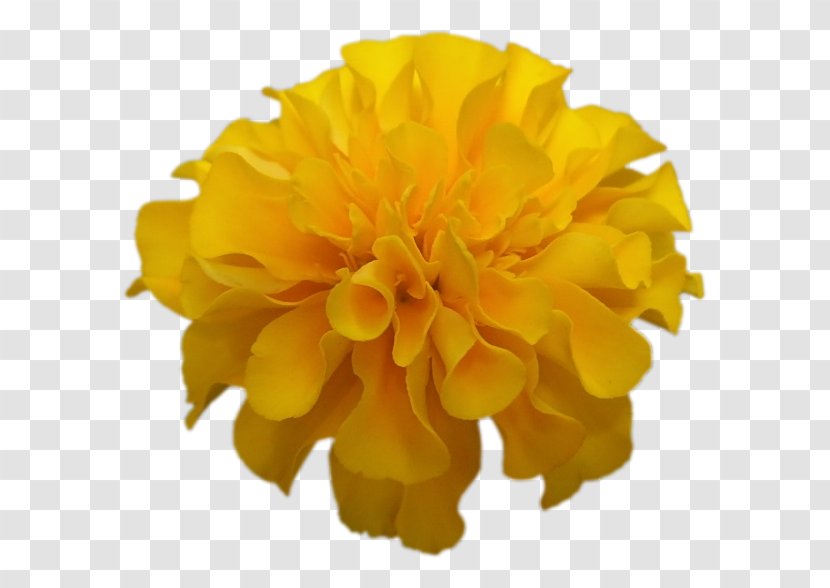 Petal Cut Flowers - Flower - Yellow Transparent PNG