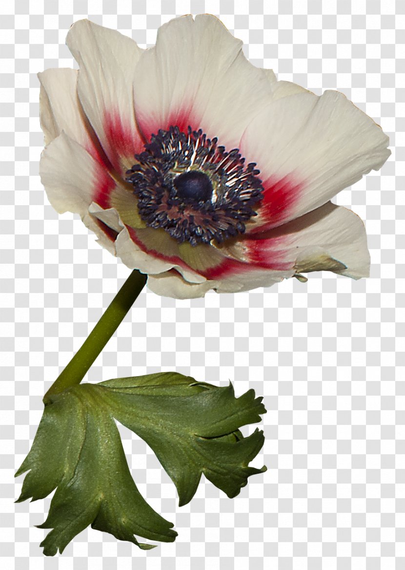 Anemone Cut Flowers Plant Stem Petal - Flower - 71 Transparent PNG
