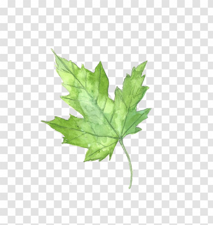 Maple Leaf Watercolor Painting - Drawing - Plant Transparent PNG