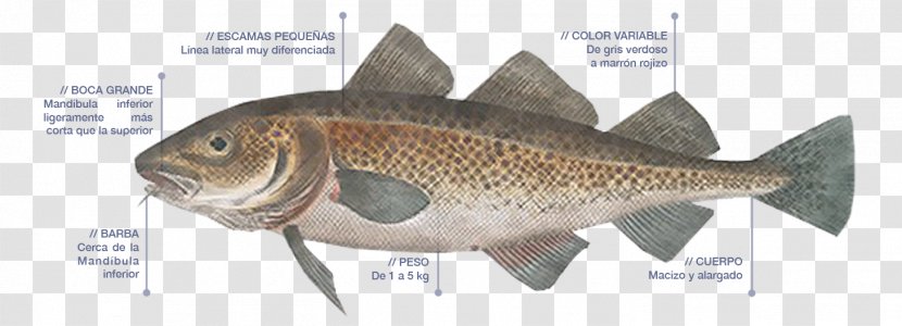 Atlantic Cod Fish Brandade Clam - Animal Figure Transparent PNG