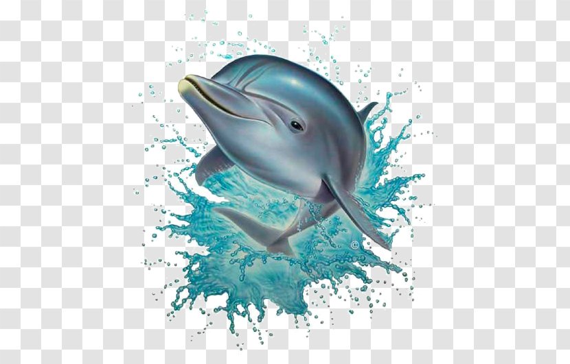 Common Bottlenose Dolphin Desktop Wallpaper Fish Free - Irrawaddy - Daulfin Transparent PNG