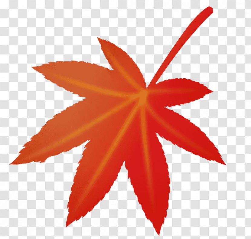 Maple Leaf Petal - Plant Transparent PNG
