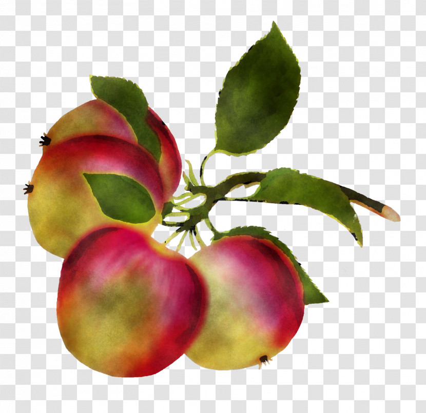 Plant Fruit Star Apple Apple Tree Transparent PNG