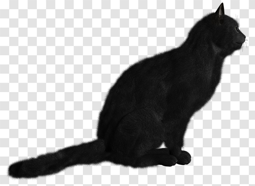 Black Cat Kitten Clip Art - Small To Medium Sized Cats - Coat Genetics Transparent PNG