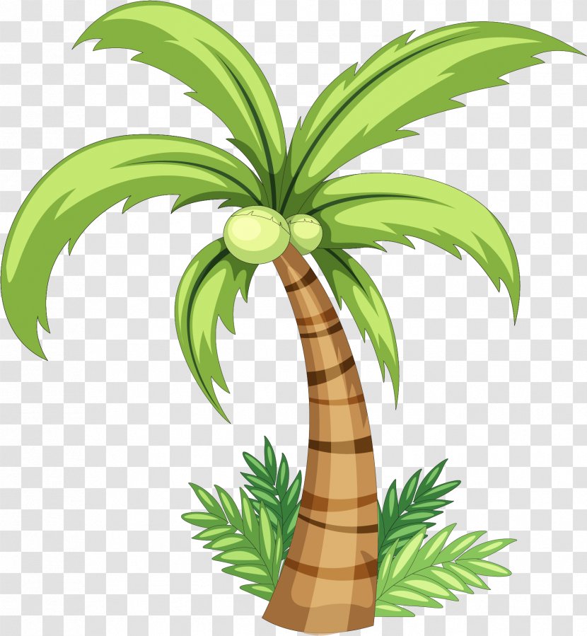 Coconut Tree Drawing - Green - Date Palm Yucca Transparent PNG