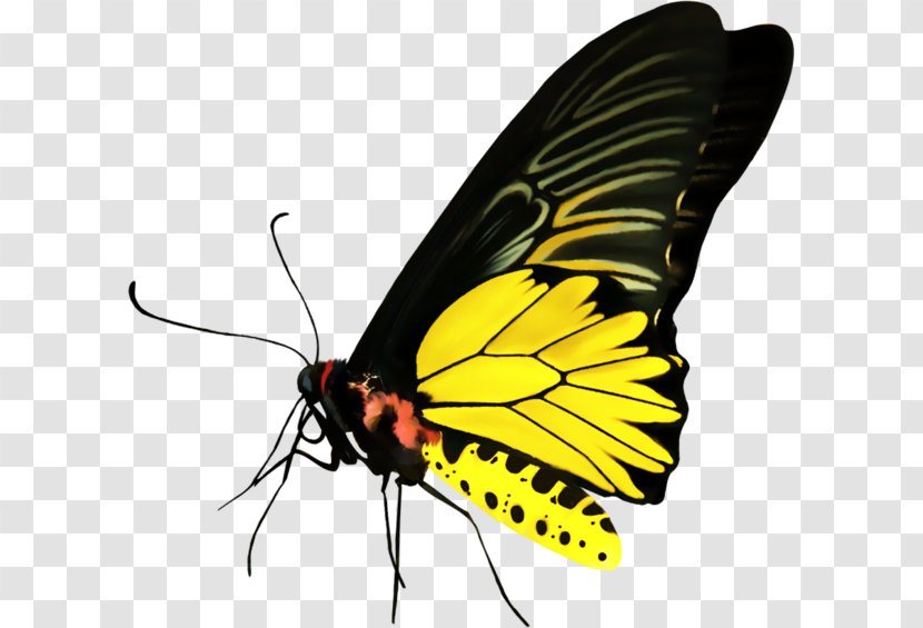 Monarch Butterfly Pieridae Moth Clip Art - Moths And Butterflies Transparent PNG