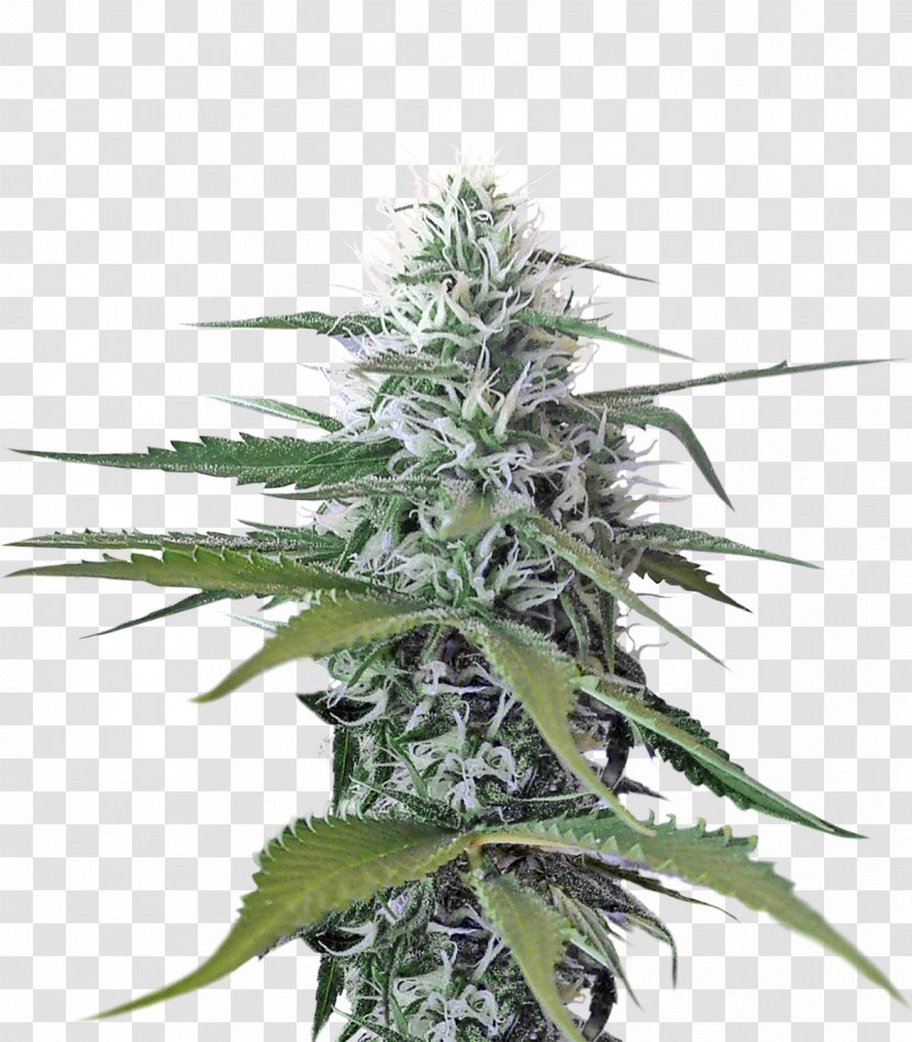 Cannabis - Computer Software - Seed Transparent PNG