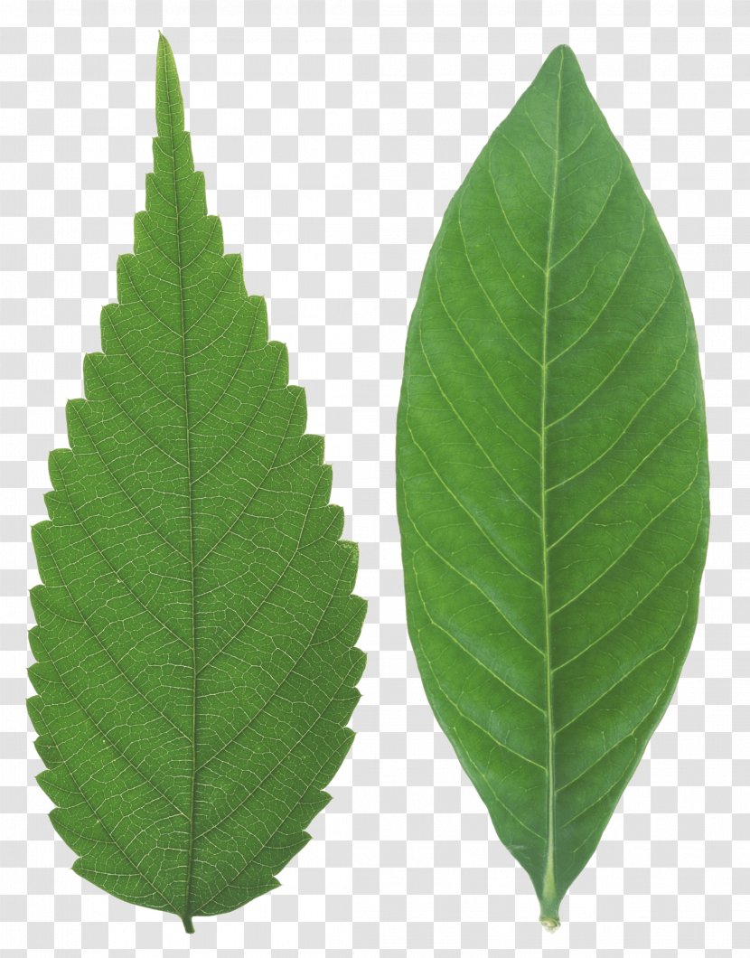 Tea Leaf Green - Autumn Color Transparent PNG