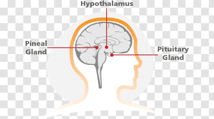 Ear Human Behavior Organism Homo Sapiens - Cartoon - Pituitary Gland Transparent PNG