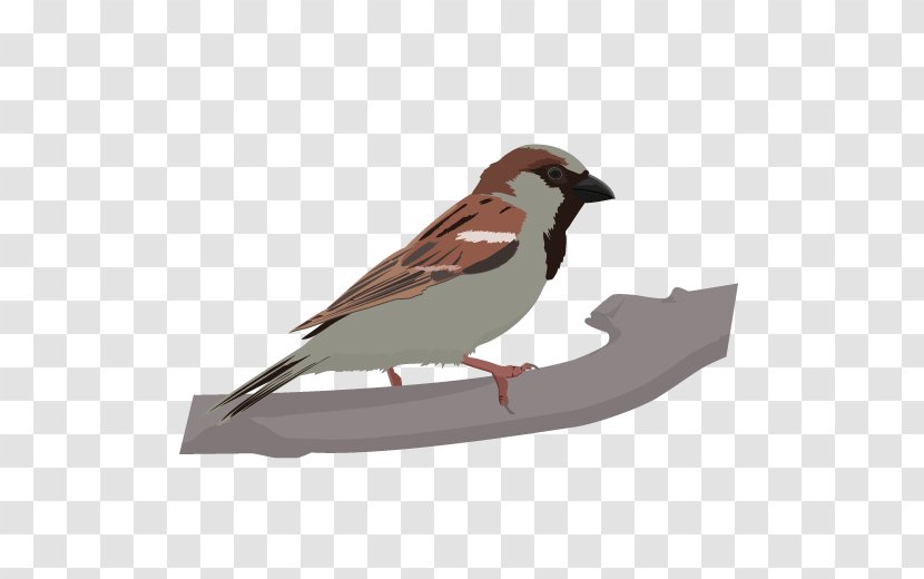 Bird House Sparrow Finch Hooded Crow American Sparrows - Passerine Transparent PNG