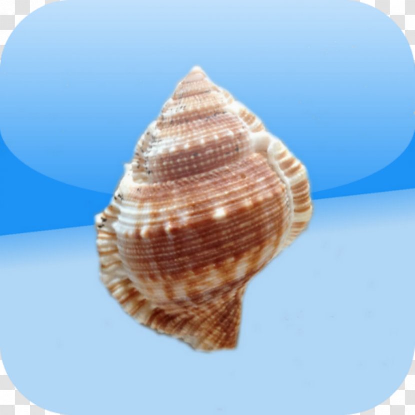 Cockle Conchology Shankha Scallop - Shellfish Shell Transparent PNG