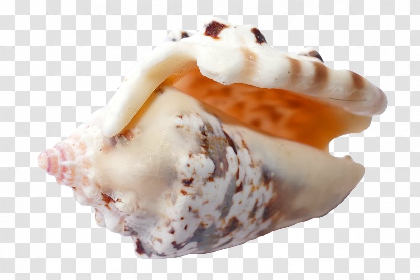 Seashell Beach Scallop - Dessert Transparent PNG