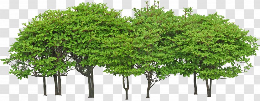Tree Green Shrub - Leaf - Forest Transparent PNG
