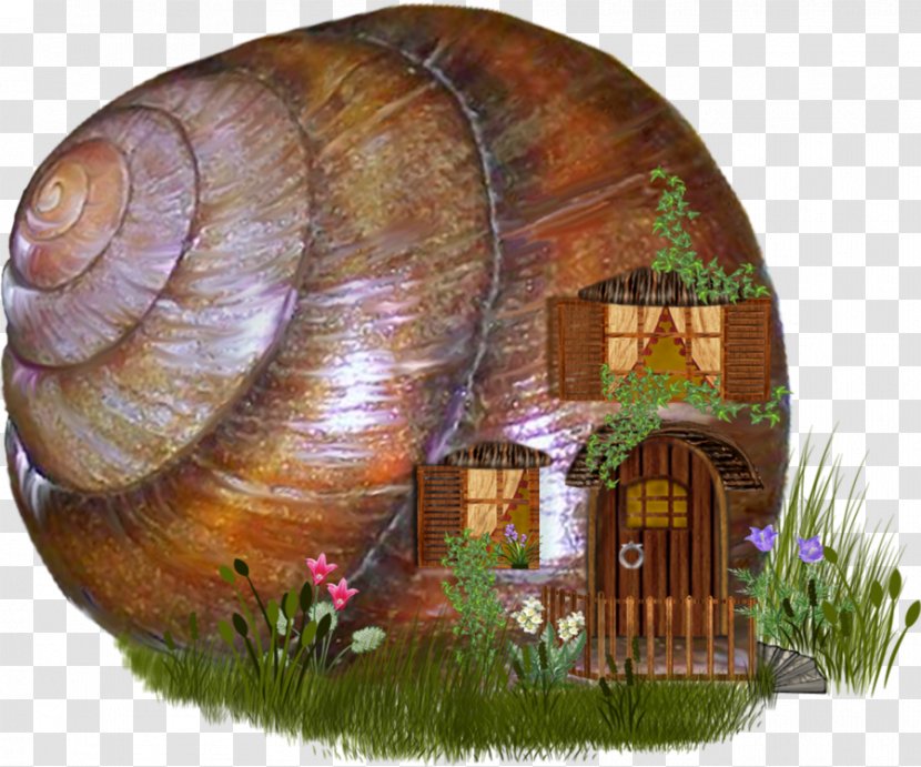 Download Clip Art - House - Snail Transparent PNG