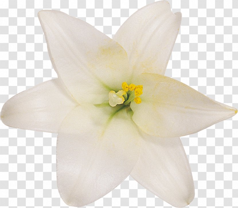 Cut Flowers Petal Lily M - Family Transparent PNG