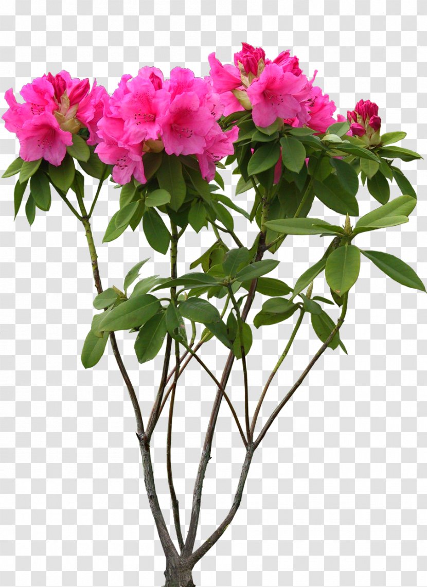 Cut Flowers 中国十大名花 Clip Art - Plant - Flower Transparent PNG