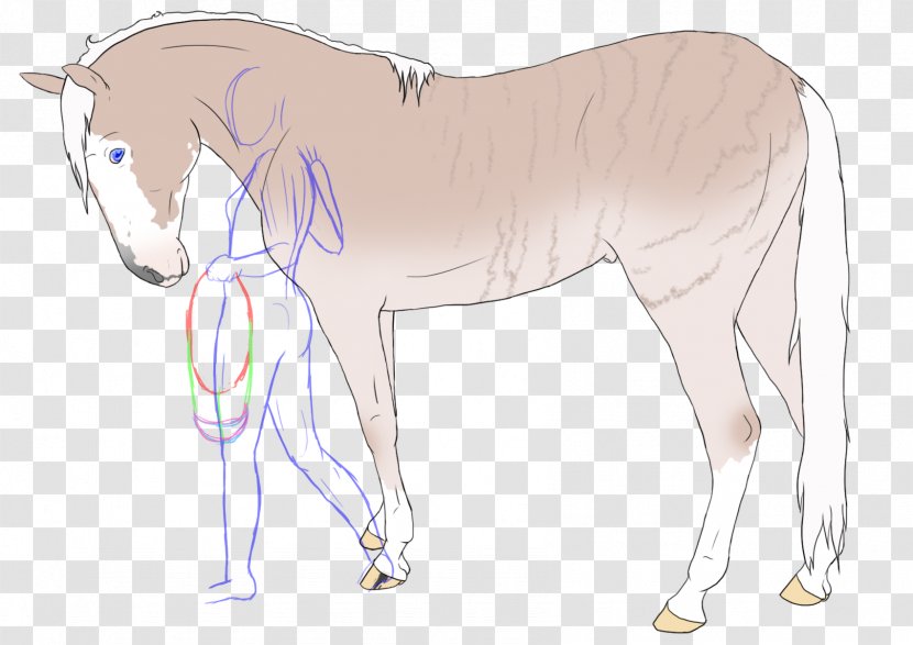 Mule Foal Stallion Colt Mare - Yonni Meyer - Mustang Transparent PNG
