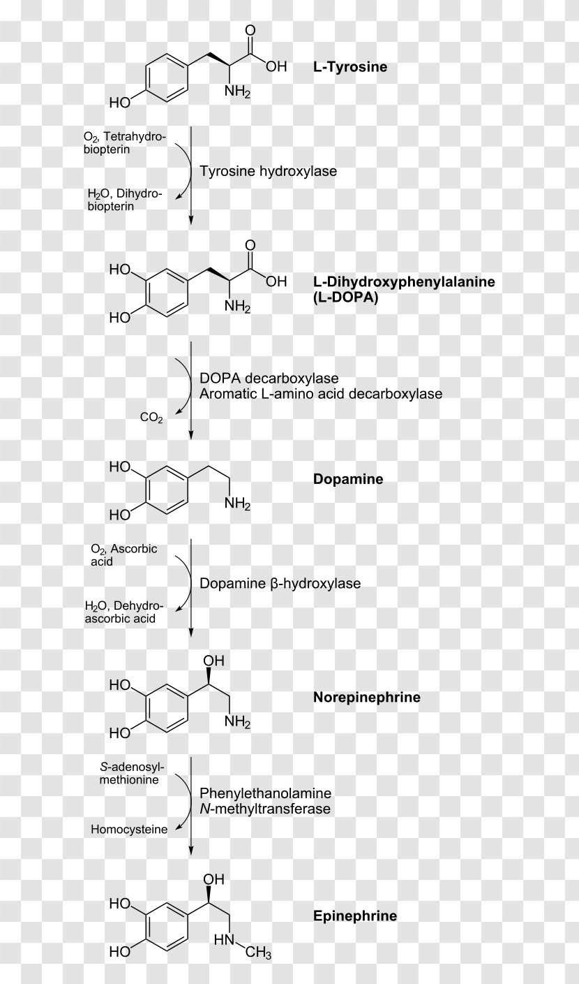 Catecholamine Adrenaline Dopamine Biosynthesis Chemical Synthesis - Precursor - Black And White Transparent PNG