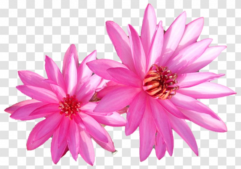 Dahlia Annual Plant Chrysanthemum Herbaceous Pink M - Saraswati Devi Transparent PNG