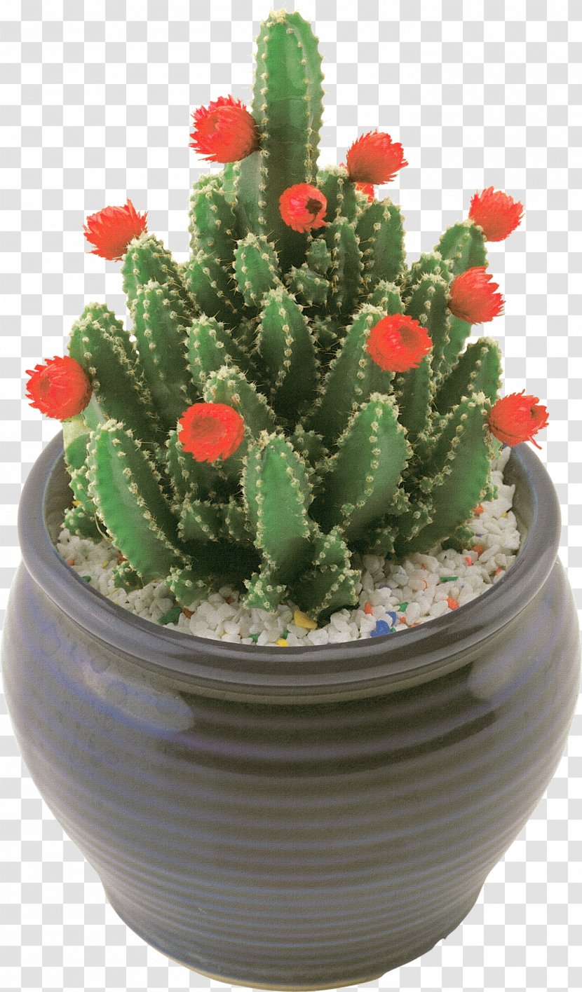 Acanthocereus Tetragonus Flowerpot Prickly Pear Houseplant Hedgehog - Flower - Cactus Image Transparent PNG