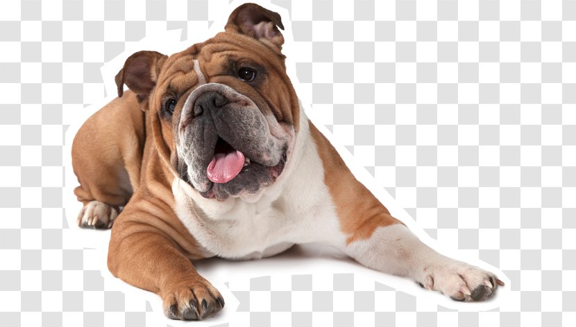 French Bulldog American Puppy Boxer - Snout - Bull Dog Transparent PNG