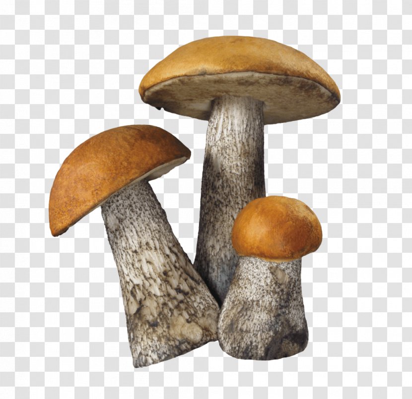 Edible Mushroom Fungus Common - Pleurotus Eryngii - A Three Small Mushrooms Transparent PNG