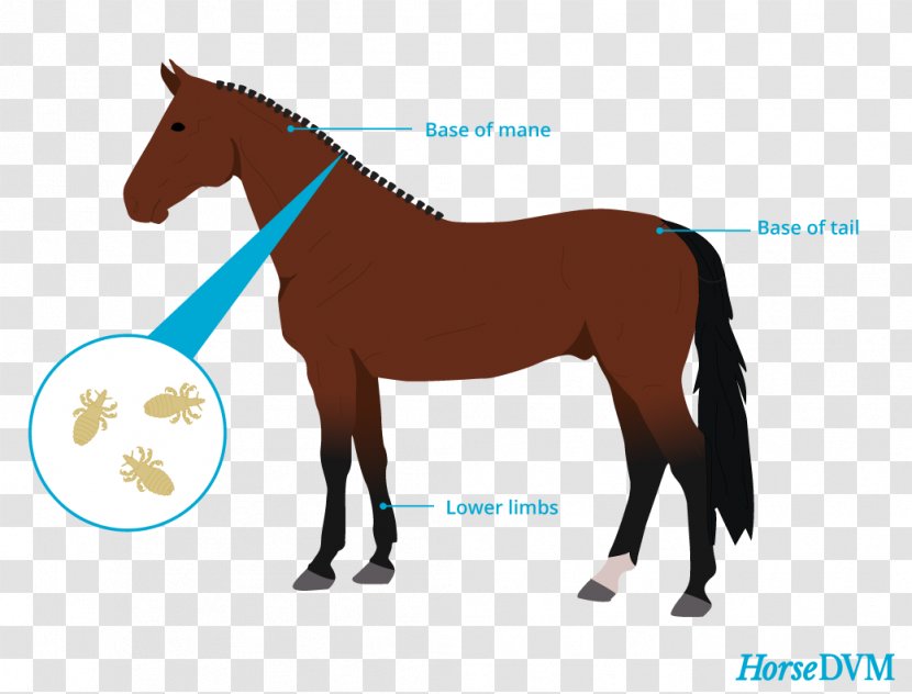 Louse Stallion Mare Black Forest Horse Equestrian - Harness - Mane Transparent PNG