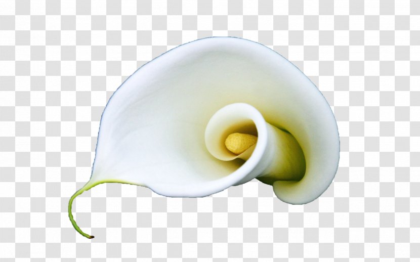 Arum-lily Flower White Lilium - Designer - A Blooming Calla Lily Transparent PNG