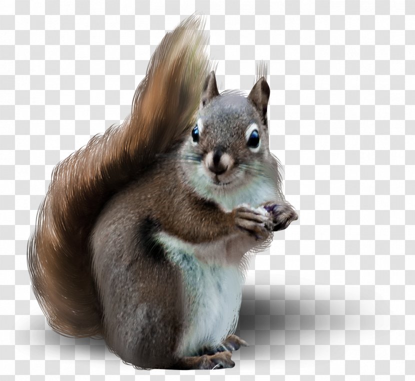 Blog Clip Art - Animal - Cute Squirrel Shadow Transparent PNG