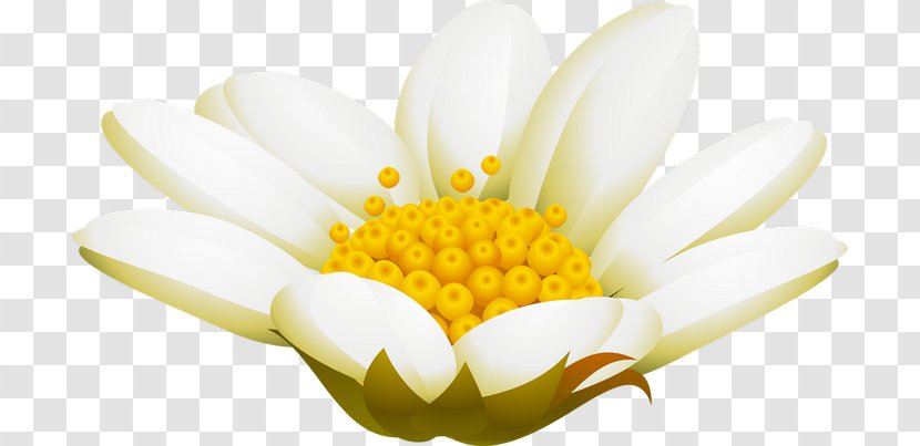 Advertising Chrysanthemum Pollen February Transparent PNG