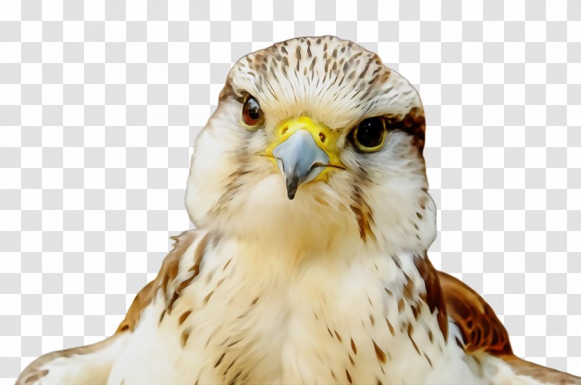 Bird Beak Of Prey Peregrine Falcon - Wet Ink - Buzzard Kite Transparent PNG