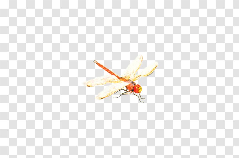 Insect Yellow Pollinator Pest Pattern - Membrane Winged - Dragonfly Transparent PNG