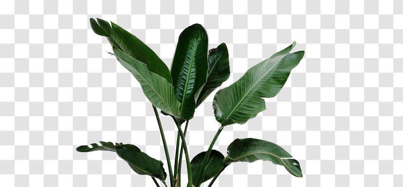 Leaf Garden Plant Watering Can Irrigation - Drip - Tropical Leaves Transparent PNG