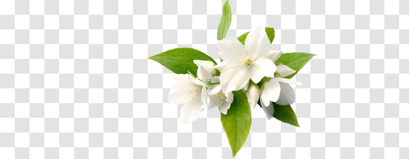 Fragrance Oil Perfume Ittar Arabian Jasmine - Flower Transparent PNG