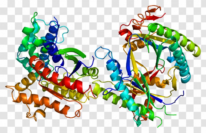 GNAS Complex Locus Gene Adenylyl Cyclase Human Genome Gs Alpha Subunit - Body Jewelry - Organism Transparent PNG