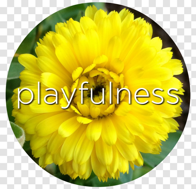 Cut Flowers Marigolds Floristry Petal - Anniversary - Flower Transparent PNG