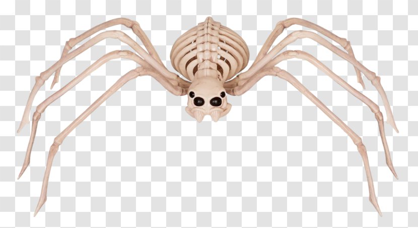 Spider Human Skeleton Bone Skull - Flower Transparent PNG