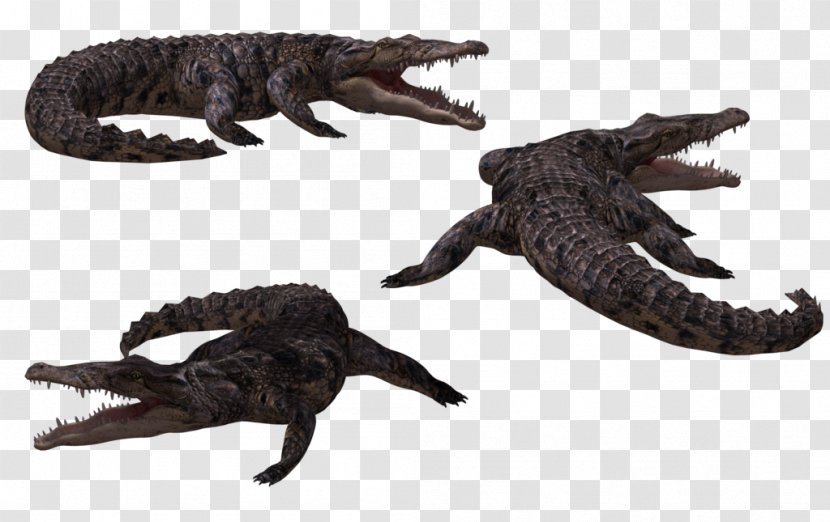 Crocodiles Alligator - Reptile Transparent PNG