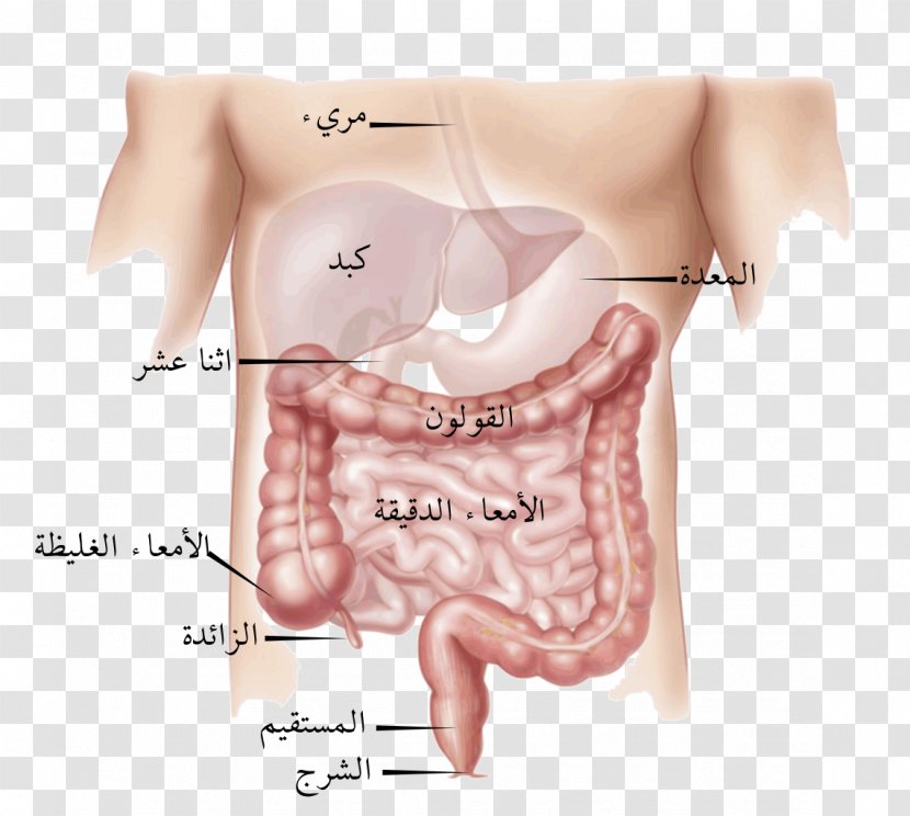 Large Intestine Small Colorectal Surgery Gastrointestinal Tract Cancer - Flower - Bone Transparent PNG