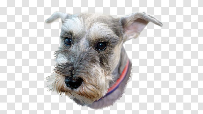 Miniature Schnauzer Standard Schnoodle Lakeland Terrier Companion Dog - Like Mammal Transparent PNG