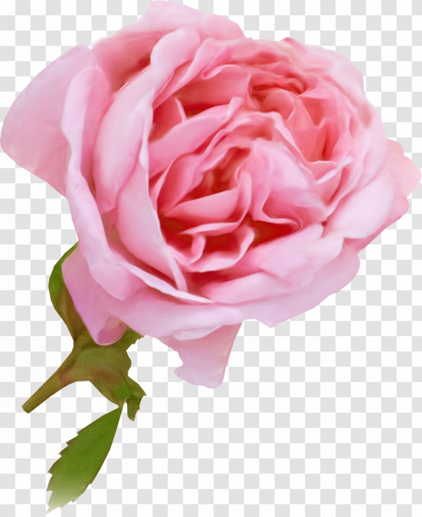 Garden Roses Centifolia Rosaceae Floribunda Flower - Chinese Cuisine - Rose Transparent PNG