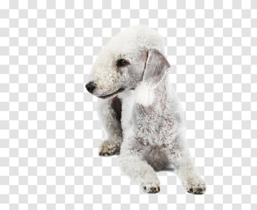 Wire Hair Fox Terrier Puppy Dog Breed Companion Transparent PNG