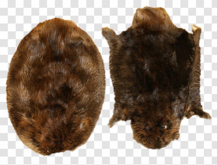 North American Beaver Muskrat Fur Rodent Biberfell - Animal Transparent PNG